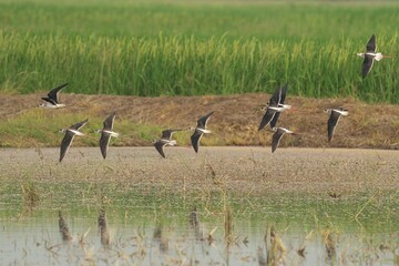 Aerial shot of a black-winged stilt soaring over a tranquil body of water with a lush green field