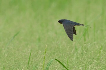 Swallow soaring freely across a lush meadow of tall grass, its wings outstretched