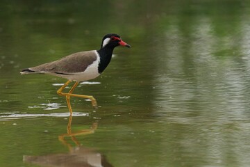 Red-wattled lapwing in a lake, surrounded by rain droplets, in a serene atmosphere