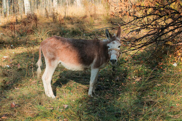 Donkey Grazing in Forest