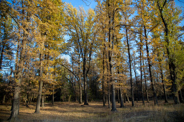 Fototapeta premium Autumn Forest Canopy