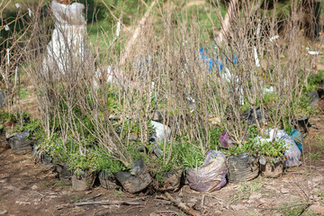 Plant Nursery in Forest