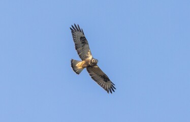 Rough-legged buzzard (buteo lagopus) soaring in the clear blue sky, its wings spread wide.