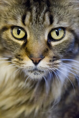 Porträt einer black-tabby Maine Coon Katze