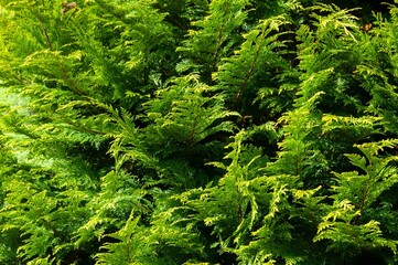 Closeup shot of bright green Thuja branches