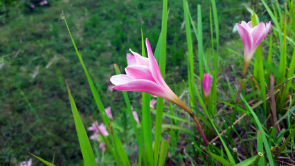 Pink Rain Lily Flower | Zephyranthes minuta Plant