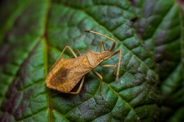 Closeup macro of a gonocerus acuteangulatus perched on a bright green leaf.