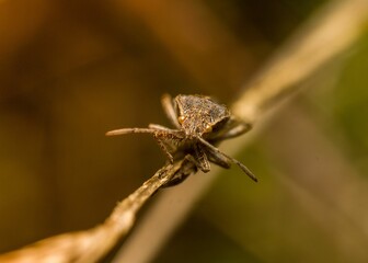 Closeup of a colorful insect perched on a thin leafy plant.