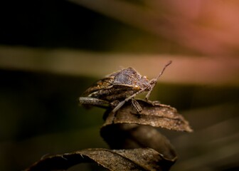 Fototapeta premium Brown marmorated stink bug perched atop a leaf in an outdoor environment.