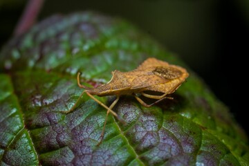 Dock bug perched on a lush green plant leaf.