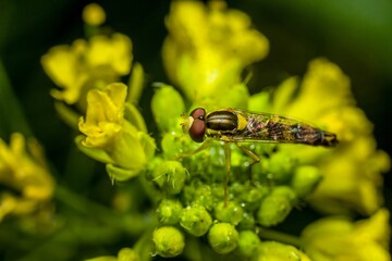Closeup of a fly perched on the top of a bright yellow flower.