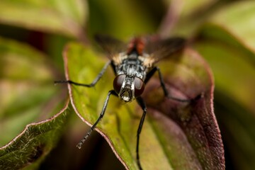 Closeup shot of a large bug perched on the top of a green leaf.