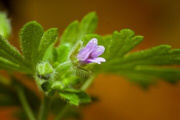 Vibrant purple flower blooming out of a lush green foliage plant.