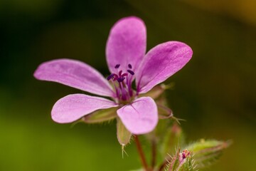 Obraz premium Close-up shot of a small, pink flower basking in the sunshine outdoors.