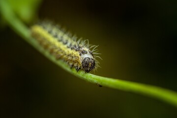 Close-up image of a caterpillar perched atop a bright green stem on a stick.