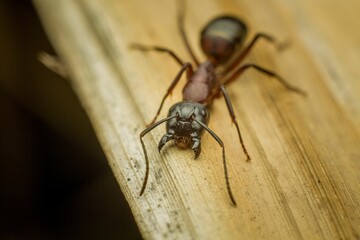 Close-up shot of a small ant standing in the center of a wooden table.