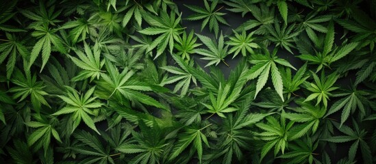 Marijuana leaves top view flat lay. copy space available