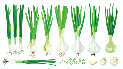 Scallion green spring onions. Fresh sibies stems