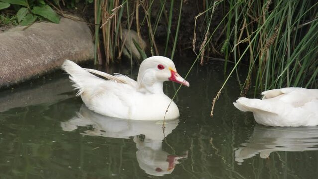 deux canards blanc dans l'eau, en gros plan.