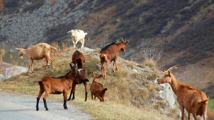 the brown sheep are eating grass on the side of a road