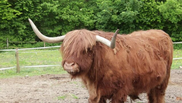 vache Highland marron dans un enclos