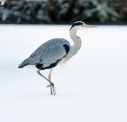 Majestic Heron bird strides through a winter wonderland, with a quaint house in the background
