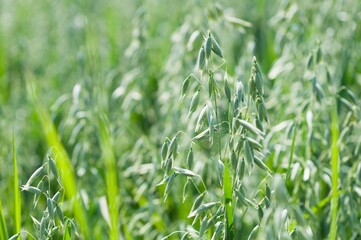 Closeup shot of a green oat plant in a field