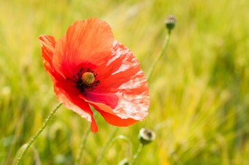 Close-up shot of a red poppy in a green field