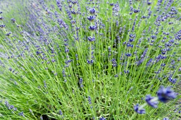 Naklejka premium Beautiful bunch of vibrant purple lavender in a field. Southern Germany