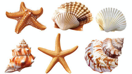 Sea shells starfishes Four. Underwater mollusk animal