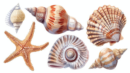 Sea shells starfishes Four. Underwater mollusk animal