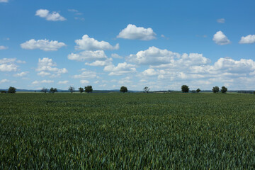 Agricultural landscape with fields and blue sky in background.	