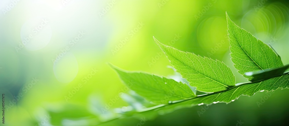 Poster closeup nature view of green leaf on blurred greenery background in garden with copy space for text 