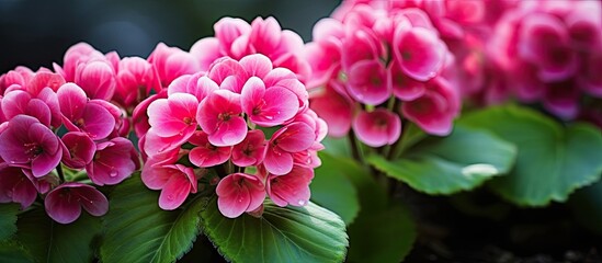 Heart leaved bergenia ornamental plant pink flowers close up. copy space available