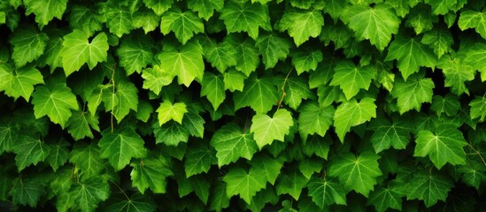 Closeup of bunch of wild grapevine leaves in bright sunlight Green living fence overgrown with...