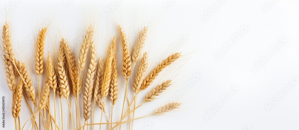 Poster wheat spikelets on a white background natural spikelets of bread wheat. copy space available