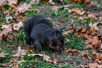 Black squirrel perched atop a pile of autumn leaves