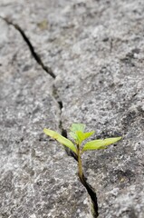 Small plant with green leaves growing from a crevice