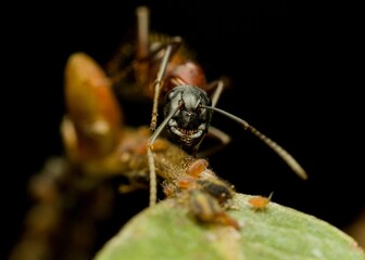 Macro shot of an ant on a plant stem