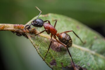 Macro shot of an ant on a green leaf
