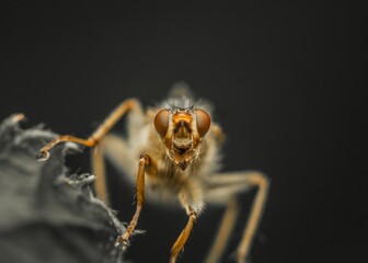 Macro shot of a yellow dung fly, Scathophaga stercoraria