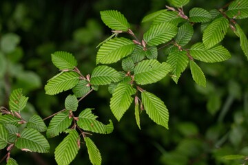 Close-up shot of a branch with lush green foliage