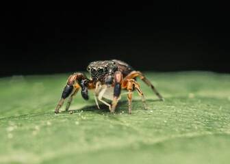 Vivid macro shot of a jumping spider with freshly caught prey