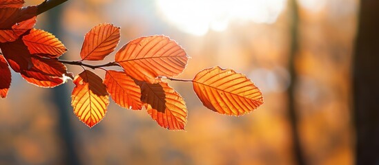 In autumn the vibrant leaves of a copper beech tree showcase their captivating colors including shades of orange red and yellow both in the sunlight and against the backlight highlighting the exquisi - Powered by Adobe