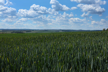 agricultural field on which grow young green wheat against the blue sky