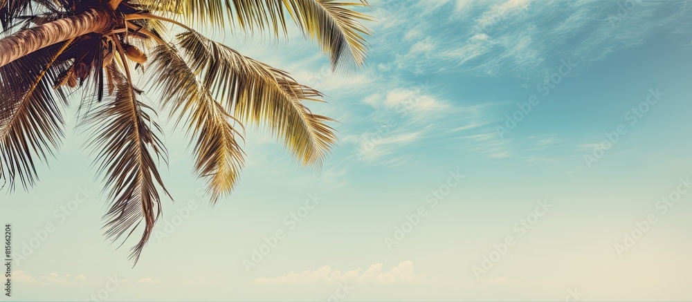 Poster palm trees against blue sky palm tree leaves at tropical coast vintage toned and stylized coconut tree summer tree retro ideal background enough room for copy space and text
