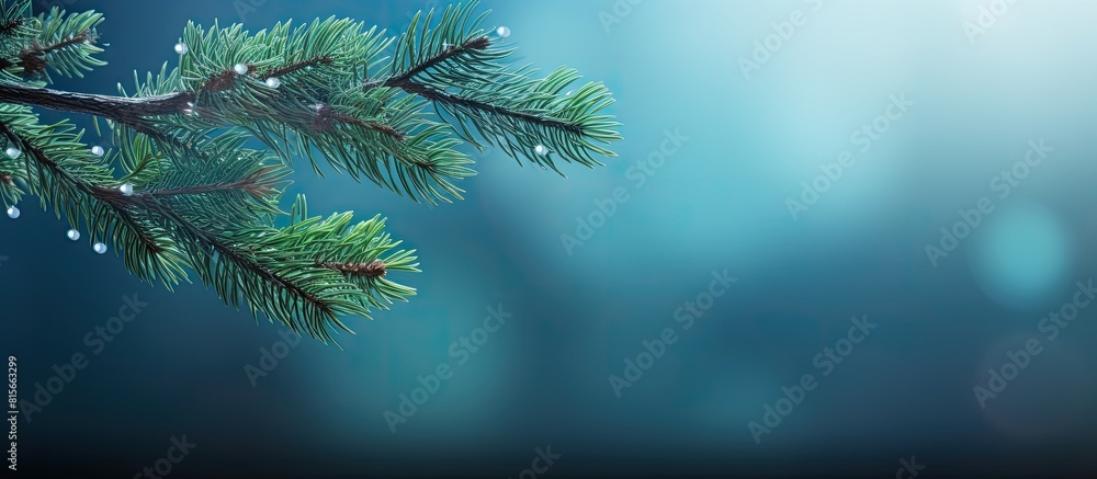 Aufkleber beautiful branch of a christmas tree ready background greeting card with copy space