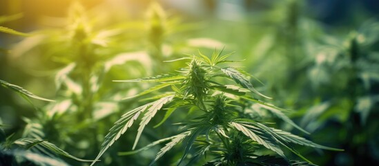 A lush marijuana plant rich in healthful green leaves stands out against a soft and unfocused background This vibrant image offers ample space for adding text or other elements Additionally the plant