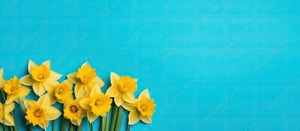 Poster A stunning array of vibrant yellow daffodils in full bloom set against a vibrant turquoise backdrop The flowers are captured up close allowing for a clear view of their beauty The image provides copy