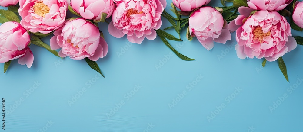 Poster beautiful pink peony flowers on blue background with copy space for your text top view and flat lay 